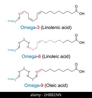 Omega-n-Fettsäuren. Die Position der ersten Doppelbindung der Fettsäure wird mit n als Zahl angegeben, die vom Omega-Ende des Moleküls aus gezählt wird. Stockfoto