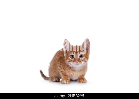 Niedliche kleine rote Hauskatze, die sich hinlegt. Neugierig auf die Kamera schauen. Isoliert auf weißem Hintergrund. Stockfoto