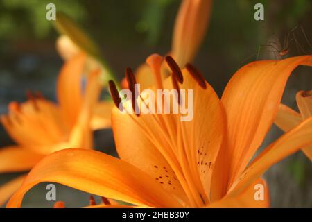 Orange Asiatische Lilie mit Ameise und Spinne auf Blütenblättern. Schwerpunkt auf Ant Stockfoto