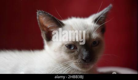 Chat Snoo Stockfoto