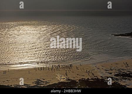 Swansea, Großbritannien. 18th Dez 2021. Surfer und Schwimmer, die sich als Weihnachtsmann verkleidet haben, gehen heute Nachmittag in der Langland Bay auf der Gower Peninsula in der Nähe von Swansea auf das Wasser, um Geld für wohltätige Zwecke zu sammeln. Quelle: Phil Rees/Alamy Live News Stockfoto