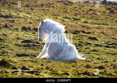 Roughtor, Bodmin, Cornwall, Großbritannien. 18th. Dezember 2021. Wetter in Großbritannien. Dieses wilde Fohlen machte heute Morgen eine Pause vom Aufstehen im Wind auf Roughtor. Kredit Simon Maycock / Alamy Live Nachrichten. Stockfoto