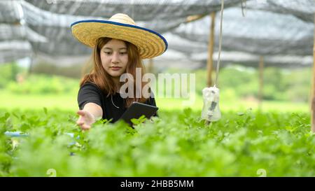 Asiatische Mädchen mit Tablette in der Hand Inspektion Bio-Gemüse Grundstück im Gewächshaus, Smart Farming. Stockfoto