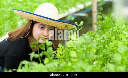 Eine junge Farmerin kümmert sich und inspiziert Gemüse in einem Gewächshaus. Stockfoto