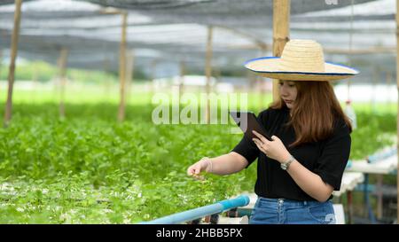 Ein junges Mädchen, das eine Tablette verwendet, kümmert sich und inspiziert Gemüse in einem Gewächshaus. Stockfoto