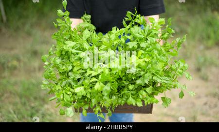 Kurzer Schuss einer jungen Frau, die eine Holzkiste mit natürlichem frischem Gemüse hält, von vorne aufgenommen. Stockfoto