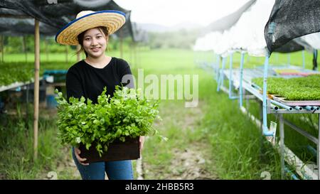 Asiatische junge Farmerin hält eine Holzkiste mit Gemüse aus einem Bio-Garten gefüllt. Stockfoto