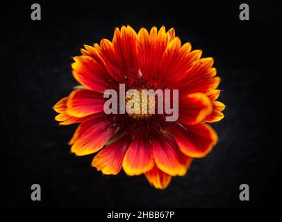 Studioaufnahme der Blume auf schwarzem Hintergrund. Makrofoto. Stockfoto