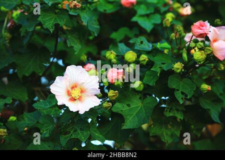 Farbenfrohe Bergrosen-Malven-Blumen (Taiwan Hibiscus), wunderschöne weiße Blüten mit gelben Blüten, die im Garten blühen Stockfoto