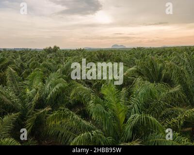 Luftaufnahme der Palmölplantage in Malaysia Stockfoto