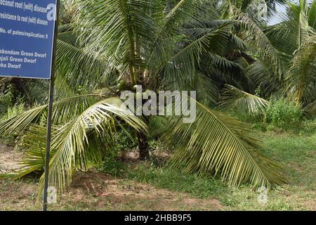 Krankheitsresistente Kokospalmen-Sorte, die neben einem landwirtschaftlichen Informationsschild in Kerala, Indien, wächst. Stockfoto