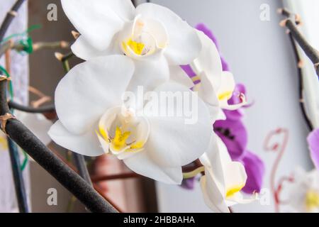 Weiße Orchidee blüht vorne, in der Ferne violette Blüten von purpurem Phalaenopsis , selektiver Fokus Stockfoto