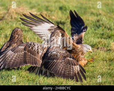 Aberystwyth, Ceredigion, Wales, Großbritannien. 18th Dez 2021. Ein kalter, aber sonniger Herbsttag und zwei Bussarde (Buteo buteo) sind auf einem Feld unterwegs, während sie von einem roten Drachen (Milvus milvus) intermittierend summt.Quelle: Phil Jones/Alamy Live News Stockfoto