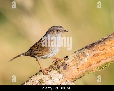 Ein Dunnock, der kürzlich auf die rote Liste der britischen Vögel aufgenommen wurde und in Mitte Wales auf Nahrungssuche war Stockfoto