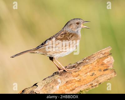 Ein Dunnock, der kürzlich auf die rote Liste der britischen Vögel aufgenommen wurde und in Mitte Wales auf Nahrungssuche war Stockfoto