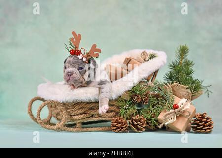 Französischer Bulldog-Welpe im Weihnachtsschlitten, umgeben von saisonaler Dekoration vor einer grünen Wand Stockfoto