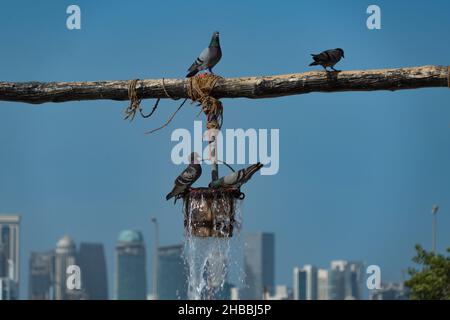 Vögel in Doha Katar - Brunnen des Überflusses in Souq Waqif Stockfoto