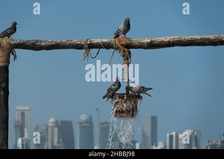 Vögel in Doha Katar - Brunnen des Überflusses in Souq Waqif Stockfoto