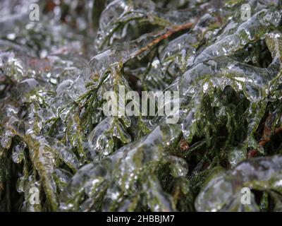 Erstaunliche Naturphänomene, Nahaufnahmen, eisige Grashalme, eisige Blätter von Bäumen und Sträuchern, eisige Äste von Bäumen Stockfoto