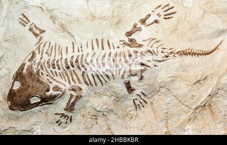 Fossil eines prähistorischen Kreatur. Stockfoto