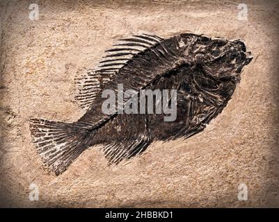 Fossil eines prähistorischen Kreatur. Stockfoto
