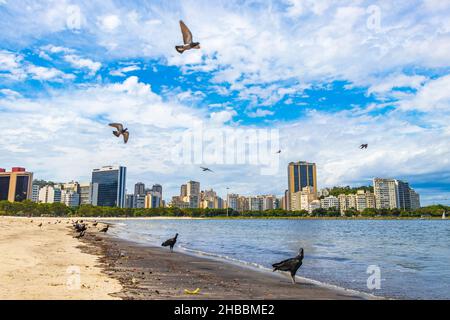 Tropische Schwarzgeier Coragyps atratus brasiliensis und Tauben auf dem Botafogo Beach Sand in Rio de Janeiro Brasilien. Stockfoto