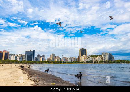 Tropische Schwarzgeier Coragyps atratus brasiliensis und Tauben auf dem Botafogo Beach Sand in Rio de Janeiro Brasilien. Stockfoto