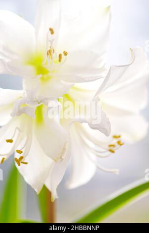 Makroaufnahme einer weißen Amaryllis-Blume. Naturkonzept. Stockfoto