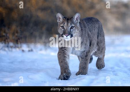 Ein männlicher Puma läuft über eine verschneite Wiese. Stockfoto