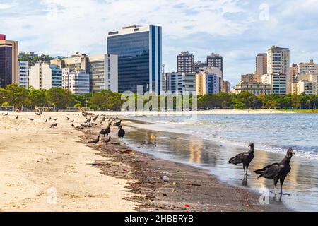 Tropische Schwarzgeier Coragyps atratus brasiliensis und Tauben auf dem Botafogo Beach Sand in Rio de Janeiro Brasilien. Stockfoto