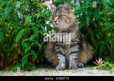 Nahaufnahme einer schönen norwegischen Waldkatze, die zwischen Büschen steht und zu seiner Seite schaut Stockfoto