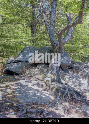 Karkonosze Berge, wilde Natur, alte Wälder und Bäche, Wasserfelsen und Steinkaskaden, Wandern rund um Polen, Polen Stockfoto