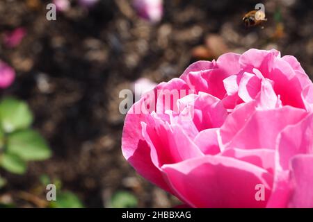 Bienen fliegen von einer rosa Blume weg Stockfoto