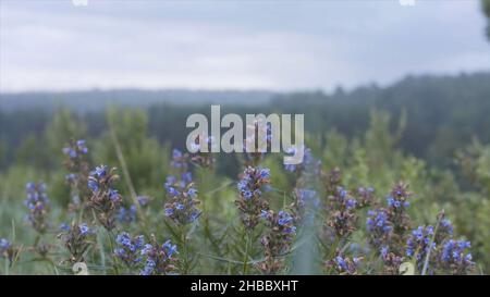 Nahaufnahme der blauen Blüten des auf dem Feld wachsenden „Schopf“. Heilpflanze und Nektarpflanze, blühende Dracocephalum moldavica an einem regnerischen Sommertag. Stockfoto