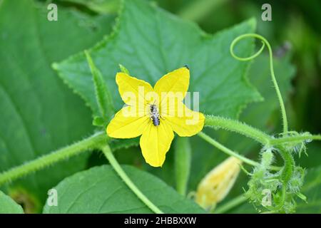 Nahaufnahme der kleinen Honigbiene in der gelben Gurkenblüte mit Reben und Blättern über unscharf grün-braunem Hintergrund. Stockfoto