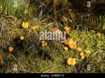 Großbritannien, Schottland, Wester Ross, Ross und Cromarty. Der goldene Pfifferling (Cantharellus cibarius), auch bekannt als girolle, wächst im Hochland. Stockfoto