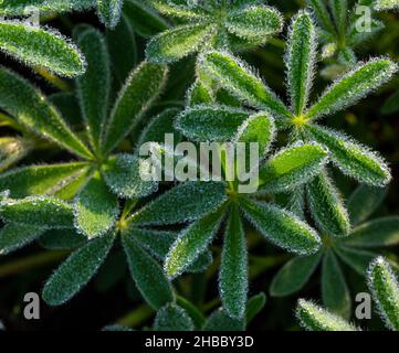 WA19881-00...WASHINGTON - Morgentau bedeckt die Blätter der subalpinen Lupine, die auf einer Wiese in der Nähe von Paradise im Mount Rainier National Park wächst. Stockfoto