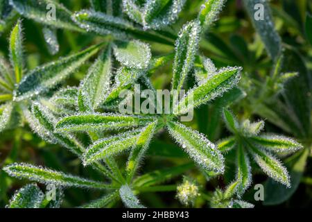 WA19882-00...WASHINGTON - Morgentau bedeckt die Blätter der subalpinen Lupine, die auf einer Wiese in der Nähe von Paradise im Mount Rainier National Park wächst. Stockfoto