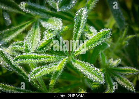 WA19883-00...WASHINGTON - Morgentau bedeckt die Blätter der subalpinen Lupine, die auf einer Wiese in der Nähe von Paradise im Mount Rainier National Park wächst. Stockfoto