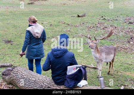 Damhirsche mit ausgewachsenen Geweihen gehen zu einem panischen Paar, das sich auf dem Baumwagen im Nationalpark Kent England setzte Stockfoto
