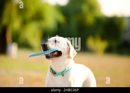 Netter Labrador, der am Sommertag mit Frisbee-Scheibe im Freien spielt Stockfoto