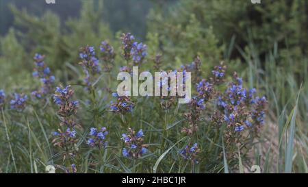 Nahaufnahme der blauen Blüten des auf dem Feld wachsenden „Schopf“. Heilpflanze und Nektarpflanze, blühende Dracocephalum moldavica an einem regnerischen Sommertag. Stockfoto