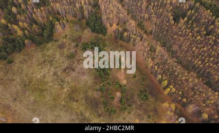 Luftaufnahme der Herbstfarben im Mischwald. Fliegen über grünen Nadelbäumen und fast kahlen Birken mit gelben seltenen Blättern auf der Oberseite. Stockfoto