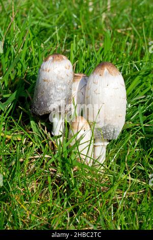 Shaggy Inkcap (coprinus comatus), auch bekannt als Shaggy Cap oder Lawyer's Perücke, Nahaufnahme einer Gruppe von Fruchtkörpern, die durch das Gras drücken. Stockfoto