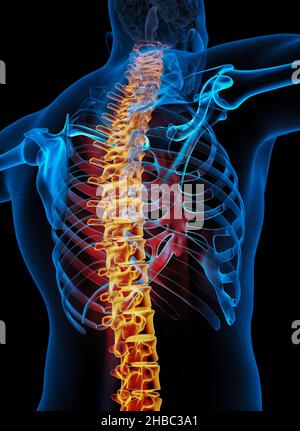 Skelett-Wirbelsäule der Anatomie des menschlichen Skelettsystems. 3D Abbildung Stockfoto