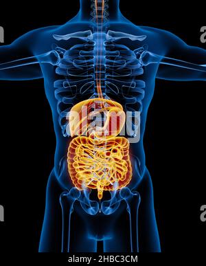 Verdauungssystem des menschlichen Skelettsystems Anatomie. Vorderansicht - Abbildung 3D Stockfoto