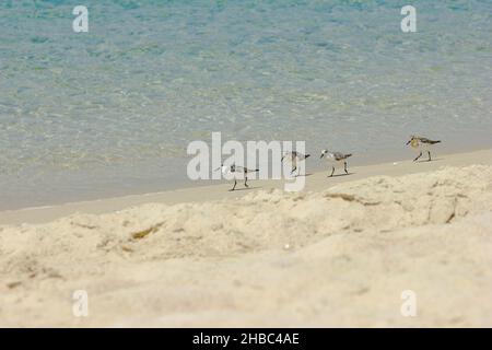 Vier kentish-Regenpfeifer (charadrius alexandrinus), die an einem Sandstrand spazieren Stockfoto