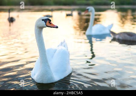 Weiße, schöne Schwäne, die im Sommer auf dem Seewasser schwimmen. Stockfoto