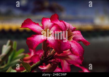 Nahaufnahme von rosa Wüstenrosen Stockfoto