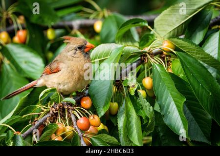 Weiblicher Nordkardinist, der sich in einem Kirschbaum ernährt. Stockfoto